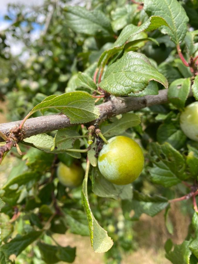 Les Fruits Du Passau Panzió Saint-Désiré Kültér fotó